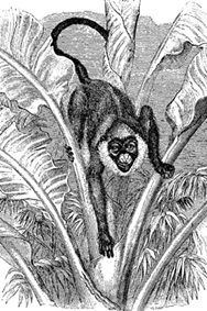 Fig. 75.