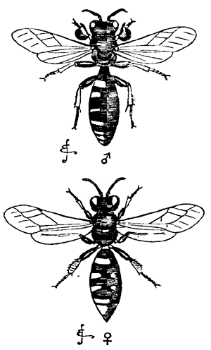 Fig. 8. Crabro cribrarius.