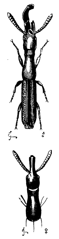 Fig. 9. Taphroderes distortus (much enlarged).