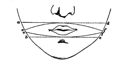 Fig. 51. (after Weber).