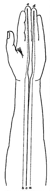 Fig. 52. (after Weber).