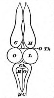 Fig. 1. _C H_, cerebral Hemispheres; _O Th_, Optic Thalami; _O L_, Optic Lobes; _Cb_, Cerebellum; _M O_, Medulla Oblongata; _S C_, Spinal cord.
