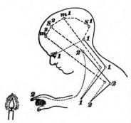 Fig. 4. The dotted lines stand for afferent paths, the broken lines for paths between the centres; the entire lines for efferent paths.
