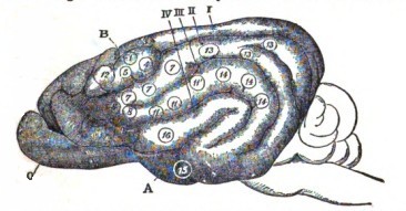 Fig. 5. Left Hemisphere of Dog's Brain, after Ferrier. _A_, the fissure of Sylvius. _B_, the crucial sulcus. _O_, the olfactory bulb. _I, II, III, IV,_ indicate the first, second, third, and fourth external convolutions respectively. (1), (4), and (5) are on the _sigmoid_ gyrus.