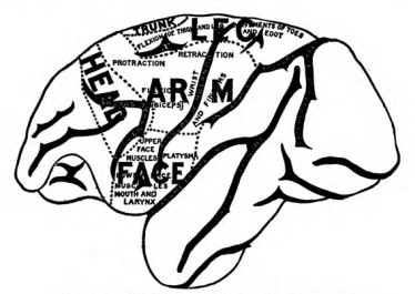 Fig. 6. Left Hemisphere of Monkey's Brain. Outer Surface.