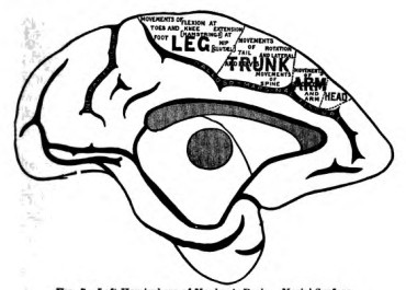 Fig. 7. Left Hemisphere of Monkey's Brain. Mesial Surface.