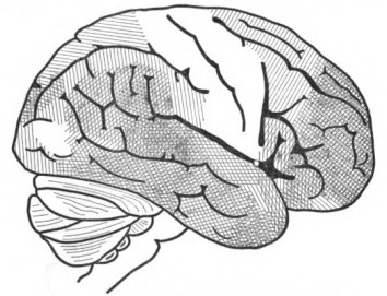 Fig. 8. Right Hemisphere of Human Brain. Lateral Surface.