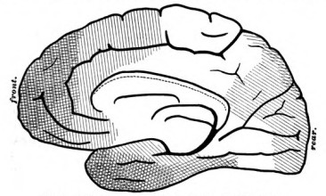 Fig. 9. Right Hemisphere of Human Brain. Mesial Surface.