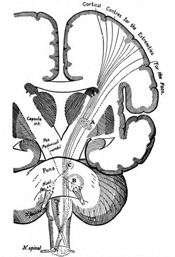 Fig. 10. Schematic Transverse Section of Brain showing Motor Strand.—After Edinger.