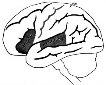 Fig. 11. Schematic Profile of Left Hemisphere, with the parts shaded whose destruction causes motor ('Broca') and sensory ('Wernicke') Aphasia.