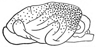 Fig. 14. Distribution of the Visual Function in the Cortex, according to Luciani.
