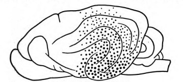 Fig. 16. Luciani's Hearing Region.