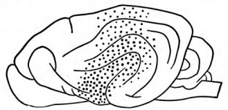 Fig. 19. Luciani's Olfactory Region in the Dog.