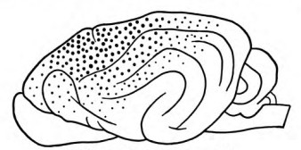 Fig. 20. Luciani's Tactile Region in the Dog.